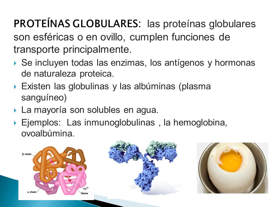caracteristicas de proteinas globulares